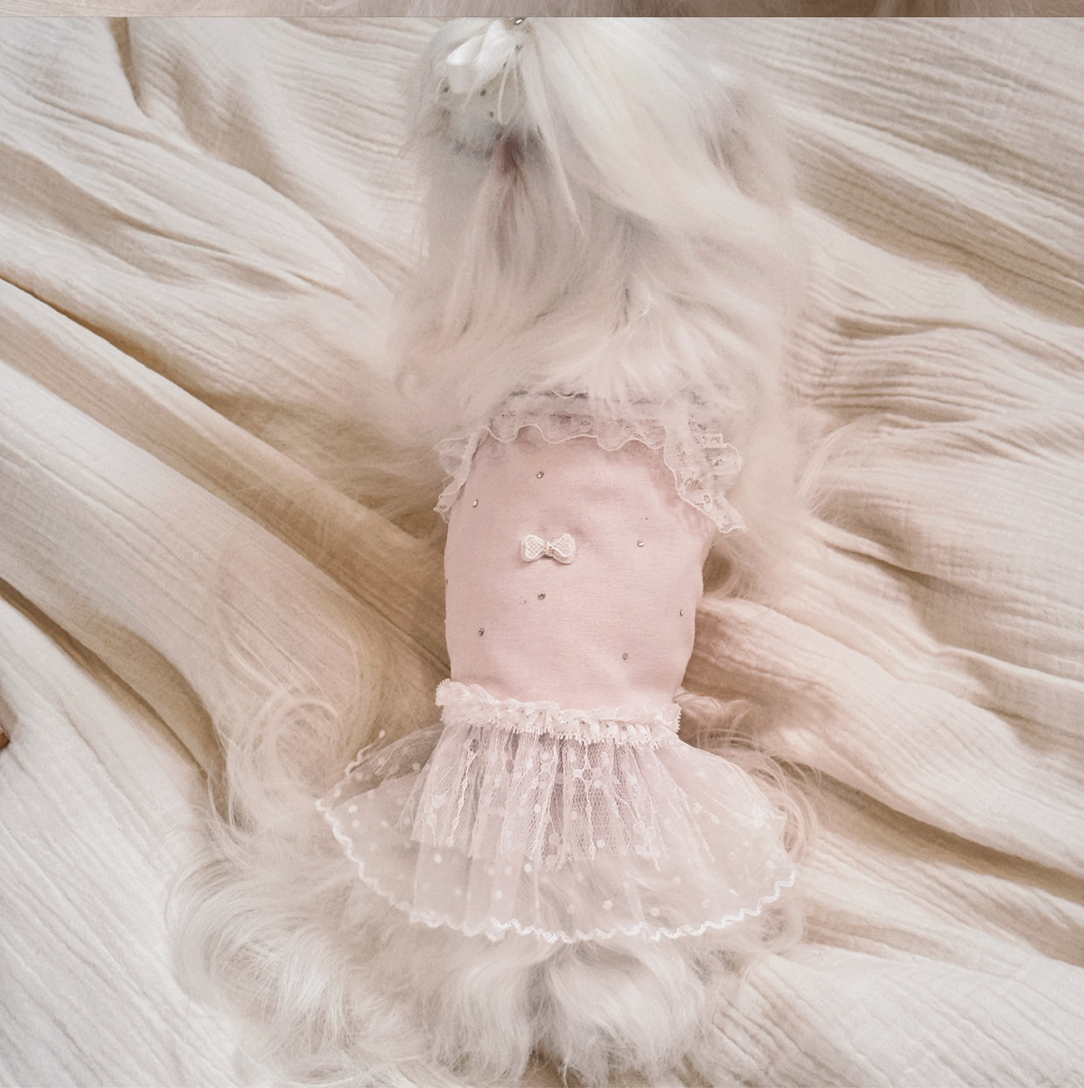 犬服 プティレースドレス